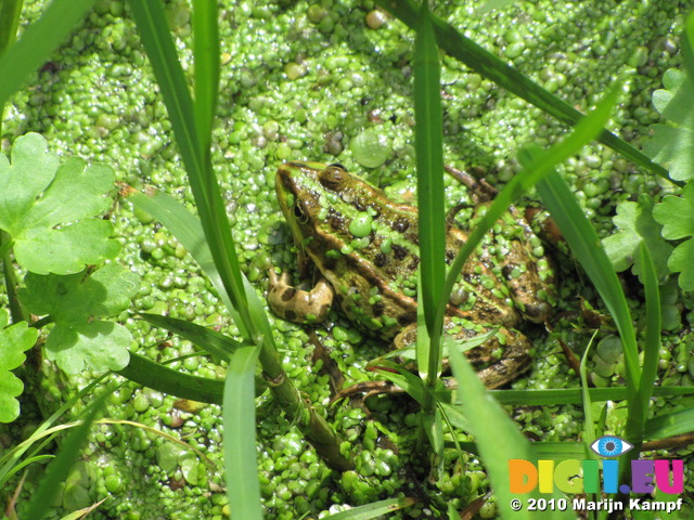 SX15221 Marsh Frog (Rana ridibunda) covered with duckweed (Pelophylax ridibundus) by ditch